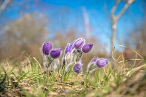 Pasqueflower de flores de primavera púrpura en el bosque foto