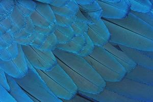 Close-up colorful blue feathers photo