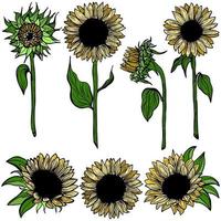 Multicolour Sunflower Set flower line art on white background illustration. Hand-drawn decorative blooming sunflower elements in vector