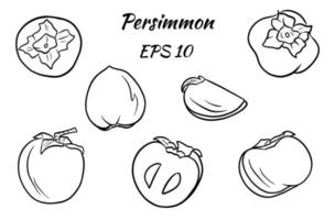 Set of drawings of persimmons vector