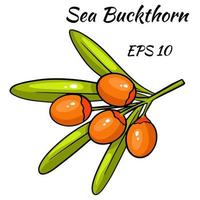 A branch of sea buckthorn berries. vector