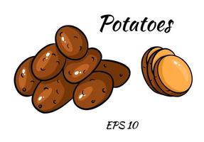 Vector set with colorful image of potatoes. cut potatoes into slices. Vector set isolated on white background.