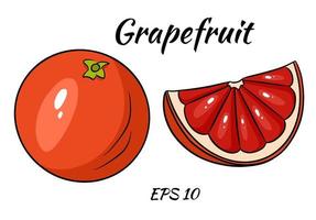 A set of juicy grapefruit. vector