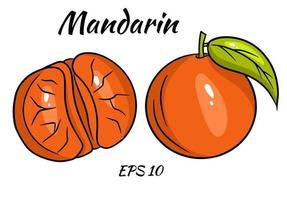 conjunto de mandarinas brillantes. rodajas enteras de mandarina y mandarina. vector