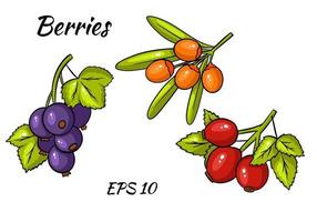 Set of colorful berries. Twigs of red currant, stinging, rose hips. vector