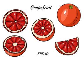 A set of juicy grapefruit. Grapefruit, whole and half cut. Illustrations for design and decoration. vector