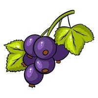 Vector black currant colorful illustration isolated on white background.