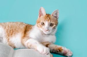 Orange tabby with a book photo