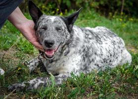 Speckled dog on a leash being pet photo