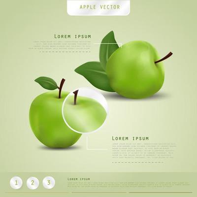Realistic apple. Fruit and Fresh apple vector.