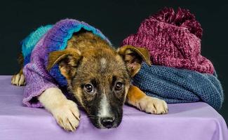 Puppy with cloth photo