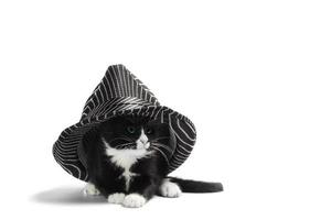 Black and white kitten with hat
