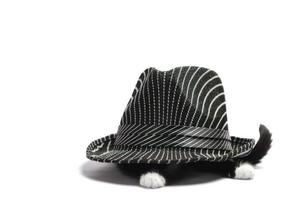 Black and white kitten under a hat