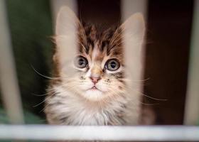 Close-up of a kitten in a cage photo