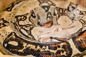 primer plano de serpiente boa foto