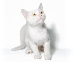 White kitten looking up with yellow eyes photo
