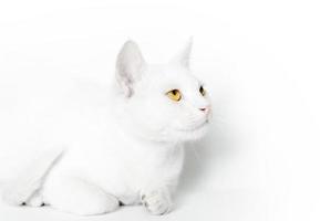 White cat with yellow eyes photo