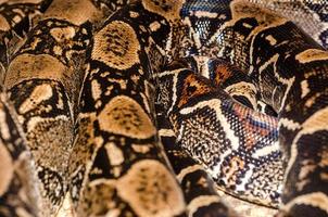 Pattern of a boa snake photo