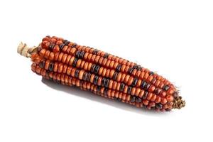 Cob of red corn isolated on white background