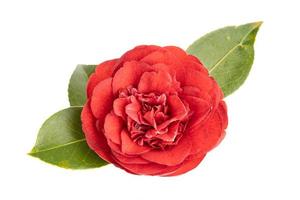 Fully bloom Red camellia flower and leaves isolated on white background