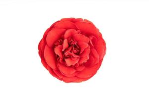 Fully bloom Red camellia flower isolated on white background photo