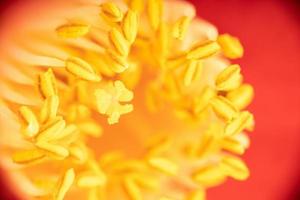 Macro shot of a beautiful red camellia with yellow stamen and pistils