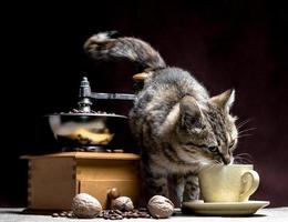 gato bebiendo de una taza de café con molinillo de café foto