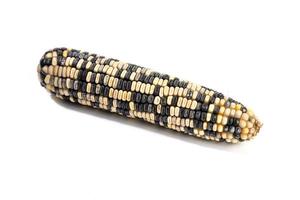 Cob of white and purple corn isolated on white background