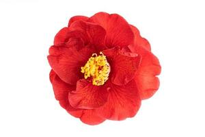 Fully bloom Red camellia flower with yellow stamen and pistils isolated on white background photo