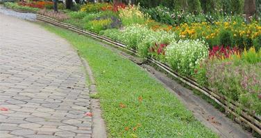 Flower in a garden with green grass photo