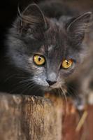 hermoso gato gris. gatito gris con ojos penetrantes mirando. enfoque selectivo. foto