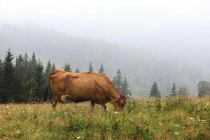 A red cow grazes in a summer meadow with mountains in the background. Year of the bull. Rural farm in the mountains. Cattle grazing photo