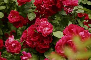 arbusto rosas de jardín de color rosa brillante. flores de color rosa sobre un fondo de hojas verdes. antecedentes, de cerca, espacio de copia, foto