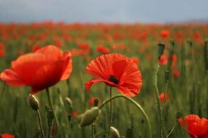 Spectacular vivid bloom close up of Poppies in a Poppy field. Hello spring, spring landscape, rural background, copy space. Flower poppy flowering on background poppies flowers. Nature. photo