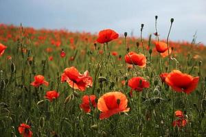 Spectacular vivid bloom close up of Poppies in a Poppy field. Hello spring, spring landscape, rural background, copy space. Flower poppy flowering on background poppies flowers. Nature. photo