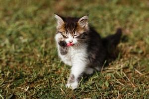 El pequeño gatito rizado se lava la cara en la hierba del jardín. día soleado de primavera. foto