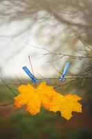 Yellow autumn maple leaves and blue clothespins on a tree branch with a sky and green field background photo