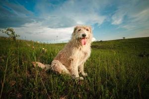 Perro blanco feliz con lengua afuera en la naturaleza foto
