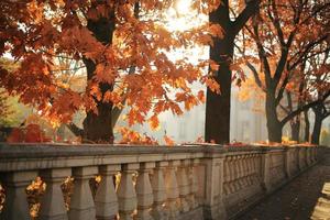 Autumn landscape, autumn city park with fallen yellow autumn leaves and autumn trees. photo