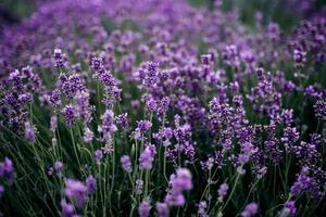 campo de lavanda en la luz del sol, provenza, meseta de valensole. hermosa imagen de un campo de lavanda. campo de flores de lavanda, imagen de fondo natural. Muy linda vista a los campos de lavanda. foto