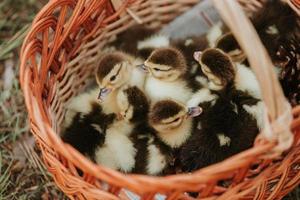 Group of ducklings in a basket with straw, newborn ducks with black and yellow feathers ready for sell. Small duck in the basket photo