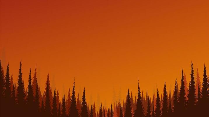 Sunshine and sunrise landscape background with Pine Forest, free space for text