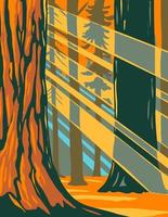 Sunlight Through the Giant Sequoia Trees of Sequoia National Park vector