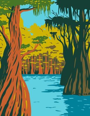 Bald Cypress Growing in the Swamp of Owl Creek in Apalachicola National Forest
