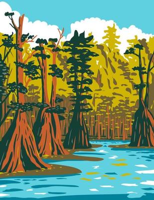 Bald cypress Tree Growing in the Southern Swamp of Apalachicola National Forest