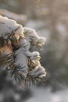 ramas de pino de invierno cubiertas de nieve. rama de un árbol congelado en el bosque de invierno. árbol de abeto de hoja perenne de Navidad con nieve fresca.