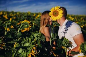 joven pareja amorosa se besa en un campo de girasoles. Impresionante sensual retrato al aire libre de la joven pareja de moda elegante posando en verano en el campo foto