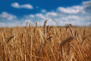 Backdrop of ripening ears of a yellow wheat field on the sunset cloudy orange sky background. Copy space of the setting sun rays on the horizon in the rural meadow. Close up nature photo idea of a rich harvest