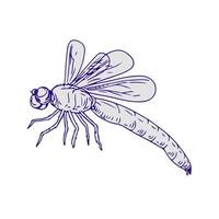 Drawing sketch style illustration of dragonfly flapping wings side view on white background. vector