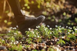 la bota de una mujer pisotea una flor joven de anémona. concepto de esperanzas pisoteadas, vandalismo, privación de la belleza e inocencia virgen, violencia contra la naturaleza. enfoque selectivo. foto